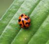 Coccinella transversalis